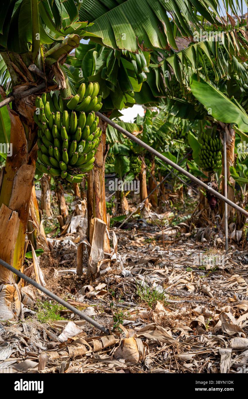 Un tas de bananes sont suspendues à un arbre. Les bananes sont vertes et non mûres. L'arbre est entouré de terre et d'herbe Banque D'Images