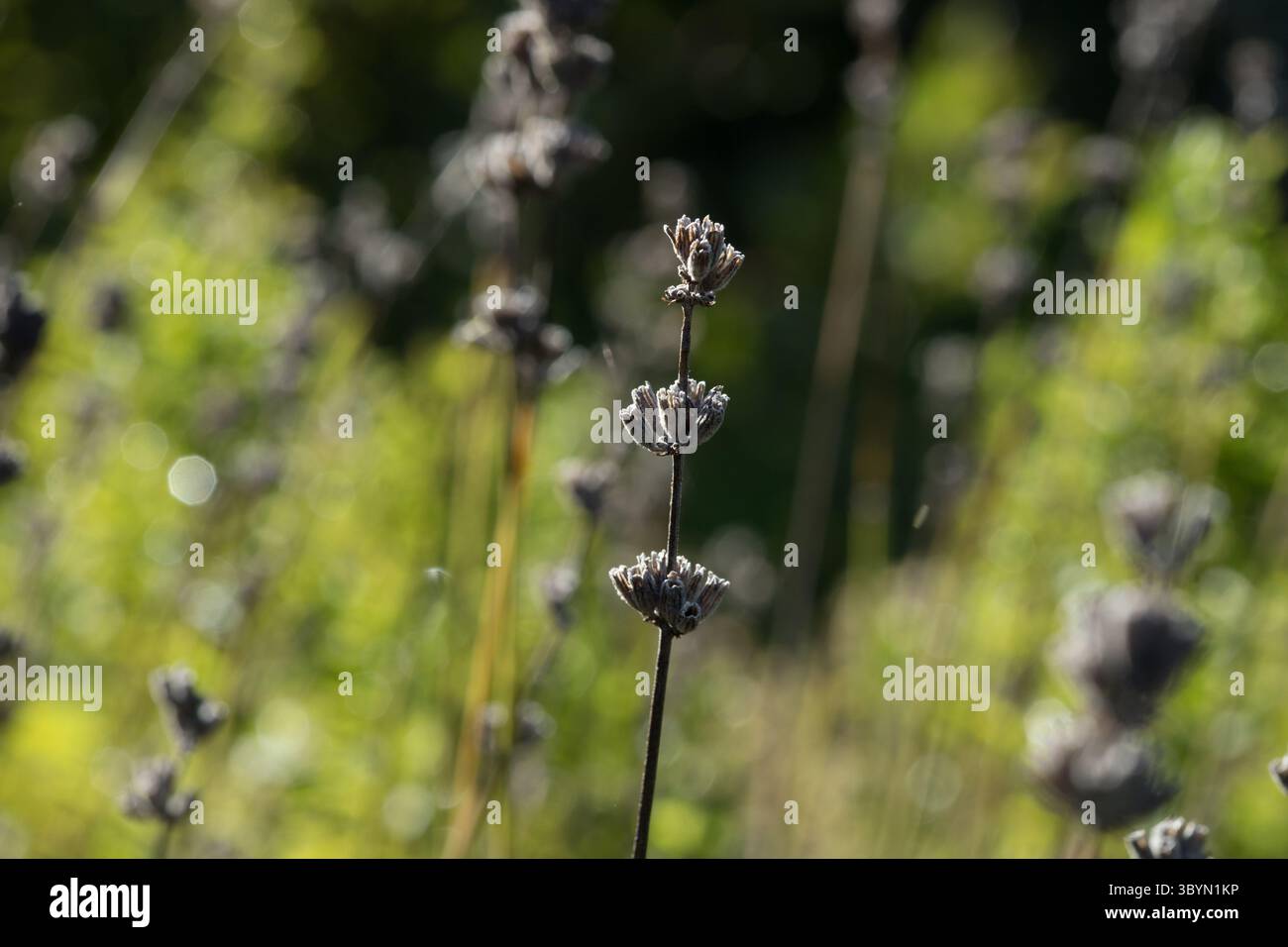 lavande sèche dans la lumière du soleil peu profonde mise au point image florale rêveuse en position verticale Banque D'Images