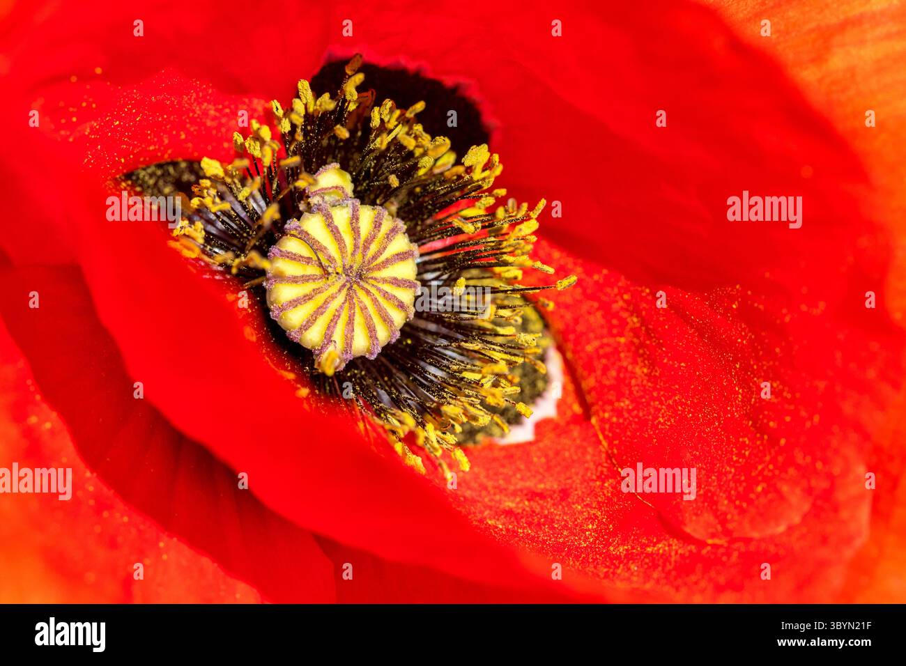 Pavot rouge (Papaver Rhoaes) gros plan ot pétales et pistil très coloré Banque D'Images