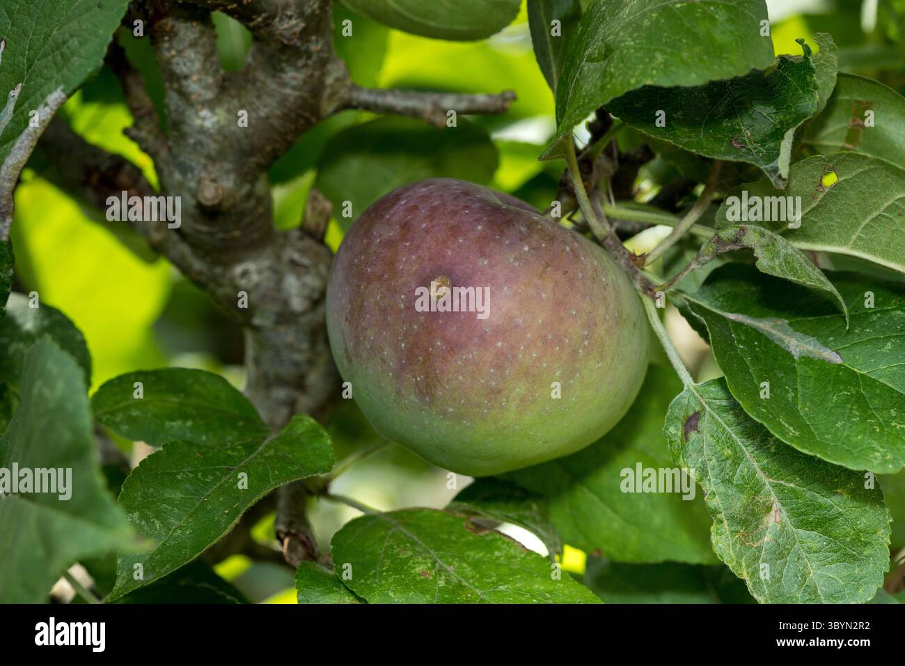 Une pomme rouge mûre accrochée à une branche avec des feuilles vertes luxuriantes lumière du soleil, fruit organique dans l'arbre Banque D'Images