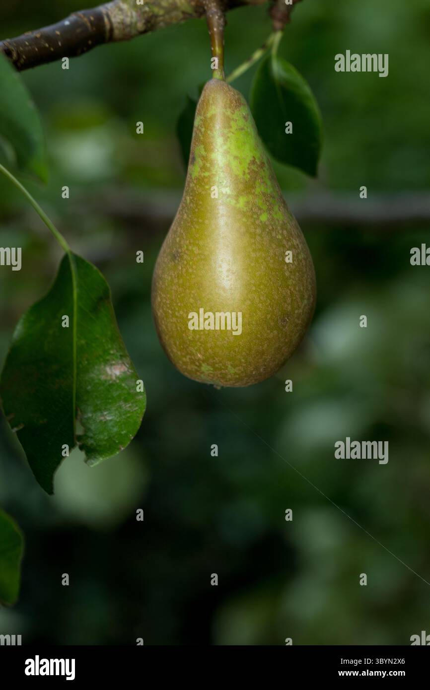 Une poire mûre accrochée à une branche d'arbre entourée de feuilles vertes luxuriantes en gros plan avec un fond flou Banque D'Images
