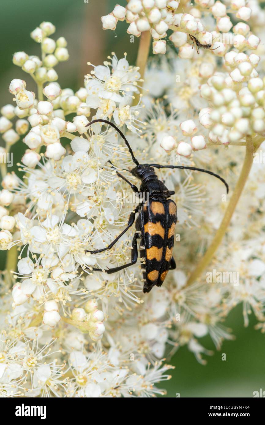 Coléoptère à quatre bandes (Leptura quadrifasciata) sur des fleurs blanc crème de la meadou (Filipendula ulmaria) en été, Angleterre, Royaume-Uni Banque D'Images