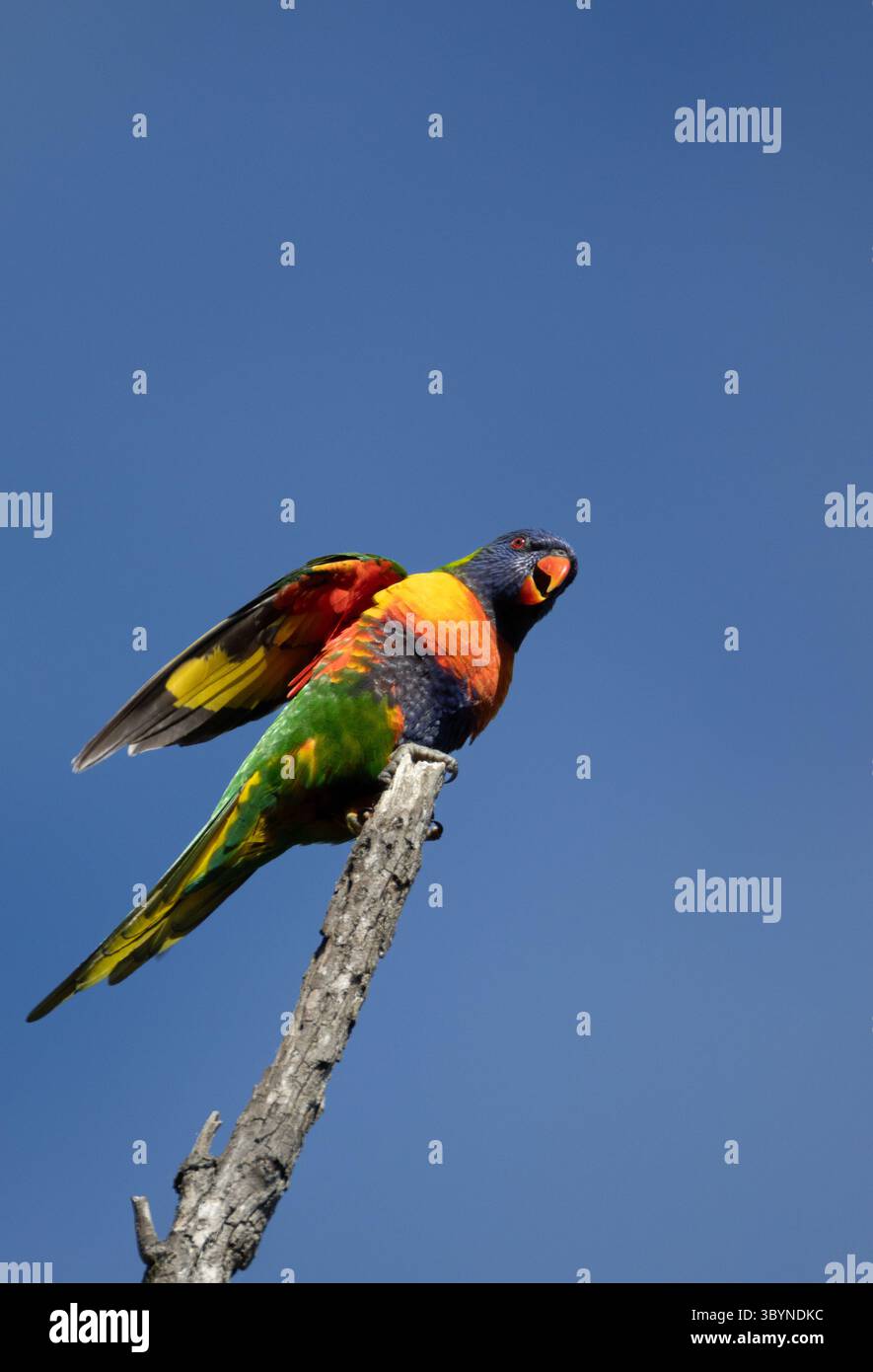 Magnifiquement Rainbow Lorikeet était assis sur une branche déployant des ailes. Banque D'Images