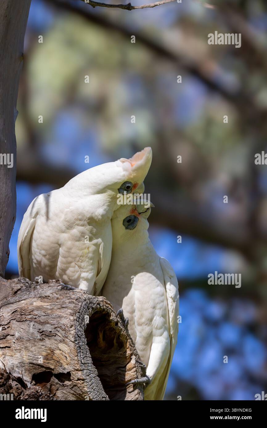 Deux petits Corellas se câlin montrant amour et affection sur un perchoir dans la journée, à Perth. Banque D'Images