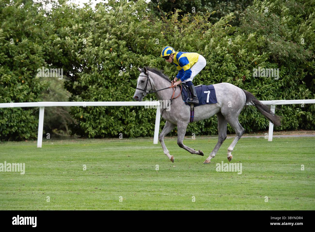 Windsor, Berkshire, Royaume-Uni. 14 juillet 2025. Horse RYDALE FROSTY monté par le jockey Callum Shepherd se dirige sur la piste de course avant de remporter les Barbados Rum Runners EBF novice Stakes, Class 5, GBB Race au Royal Windsor Racecourse à Windsor, Berkshire lors de la soirée Rum and Reggae. Propriétaire et éleveur Mr A M Pickering CBE, entraîneur David Simcock, Newmarket, commanditaire David Simcock Racing Limited. Crédit : Maureen McLean/Alamy Banque D'Images