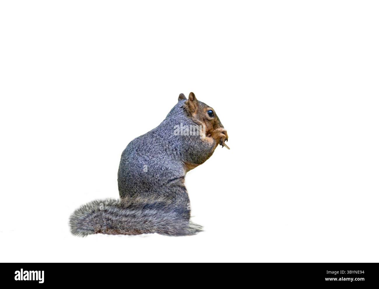 Portrait d'écureuil nord-américain isolé sur fond blanc Banque D'Images