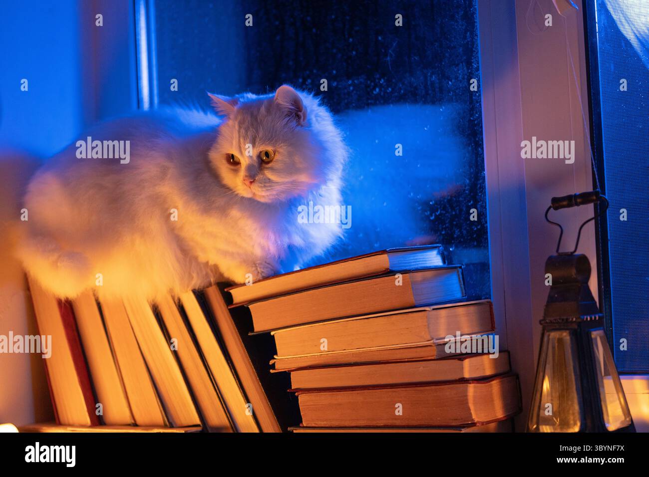 Chat moelleux blanc reposant sur une pile de livres en papier, pluie nocturne dans la fenêtre, automne Banque D'Images