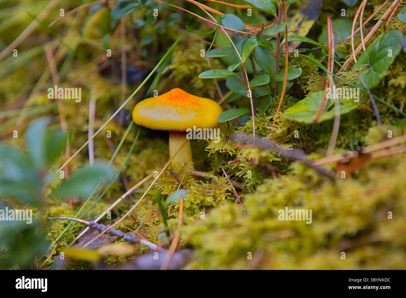 Hygrophorus dans une forêt du Tyrol du Sud. Banque D'Images