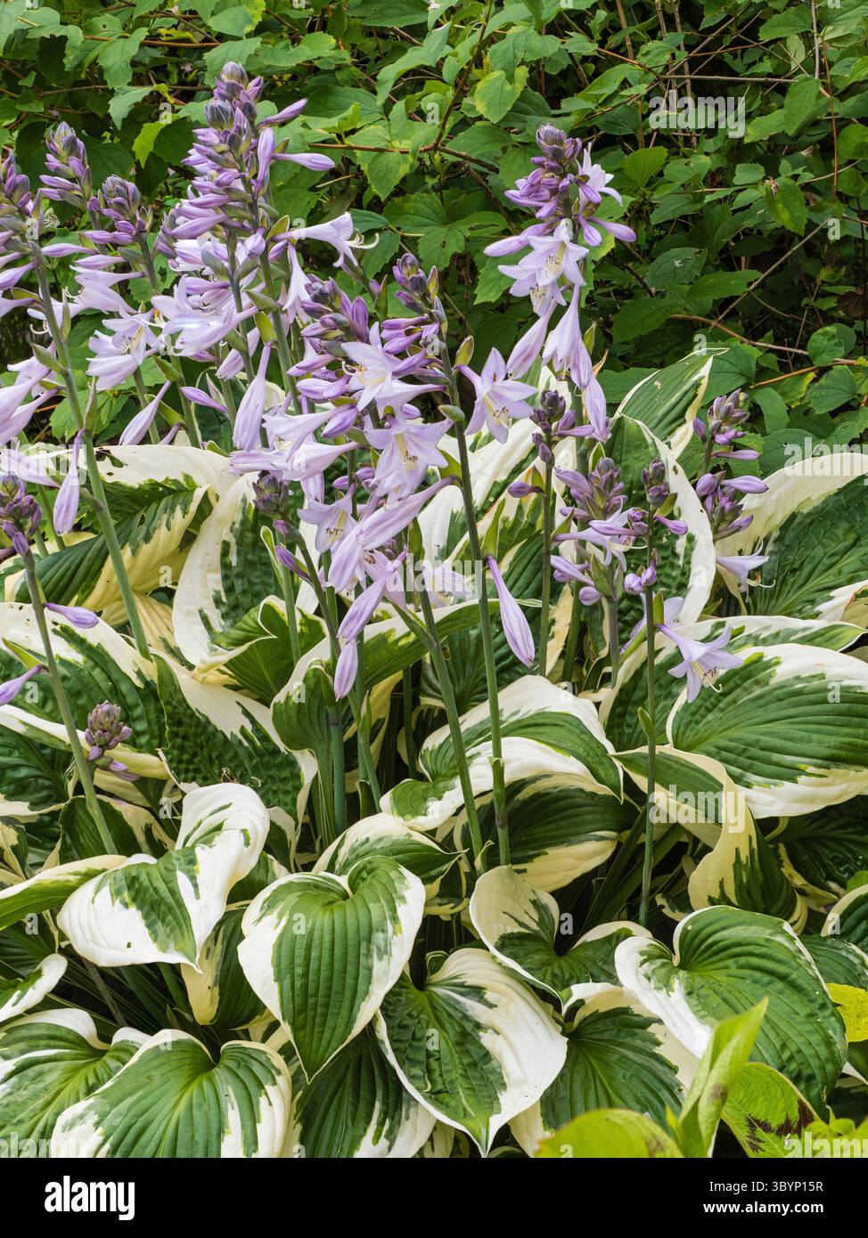 Large feuillage panaché blanc et fleurs de lys mauves de la floraison estivale vivaces rustiques Hosta 'Patriot' Banque D'Images