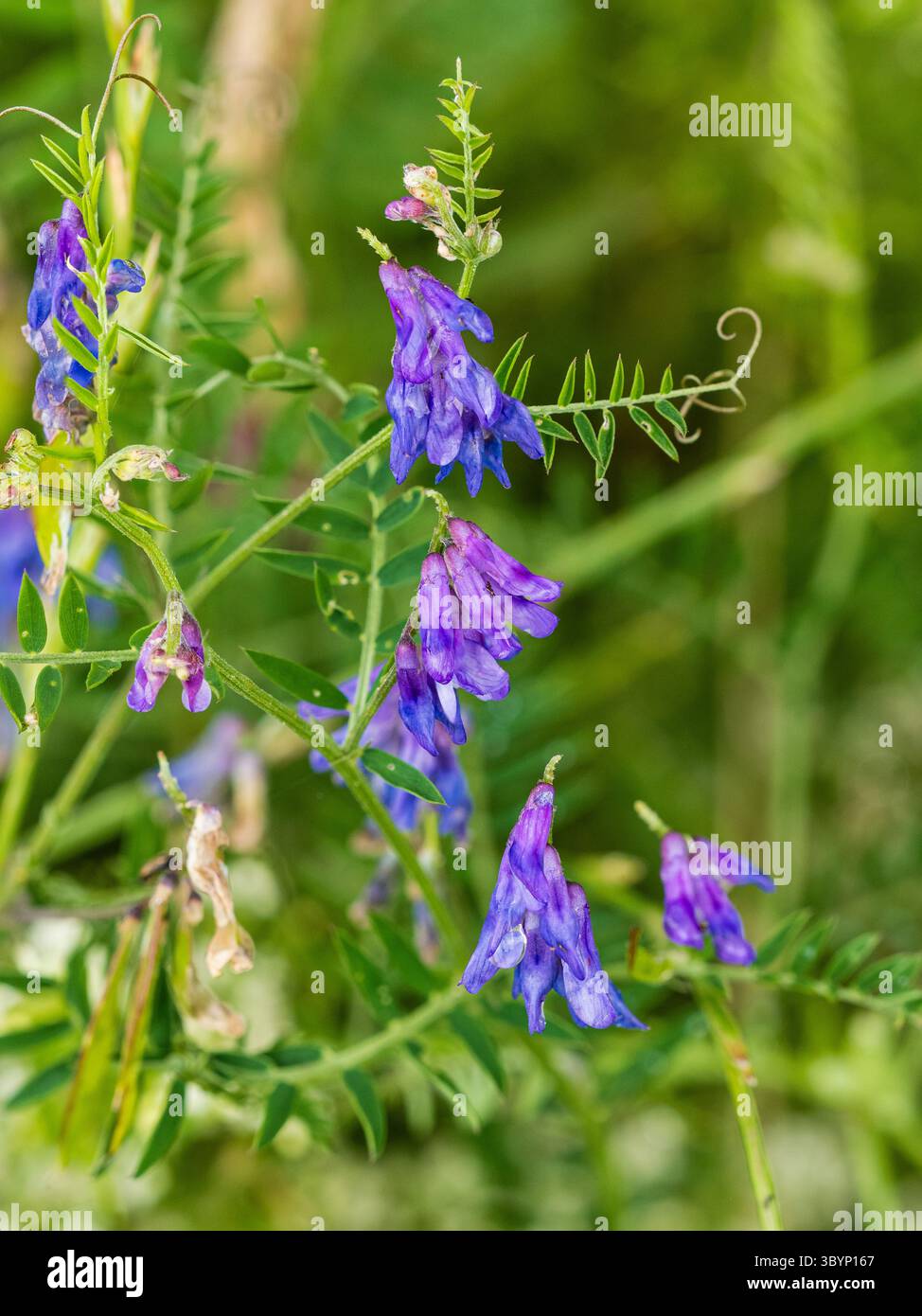 Fleurs bleues de la vesce commune, Vicia sativa, grimpeur annuel des haies britanniques, des verges et des prairies Banque D'Images