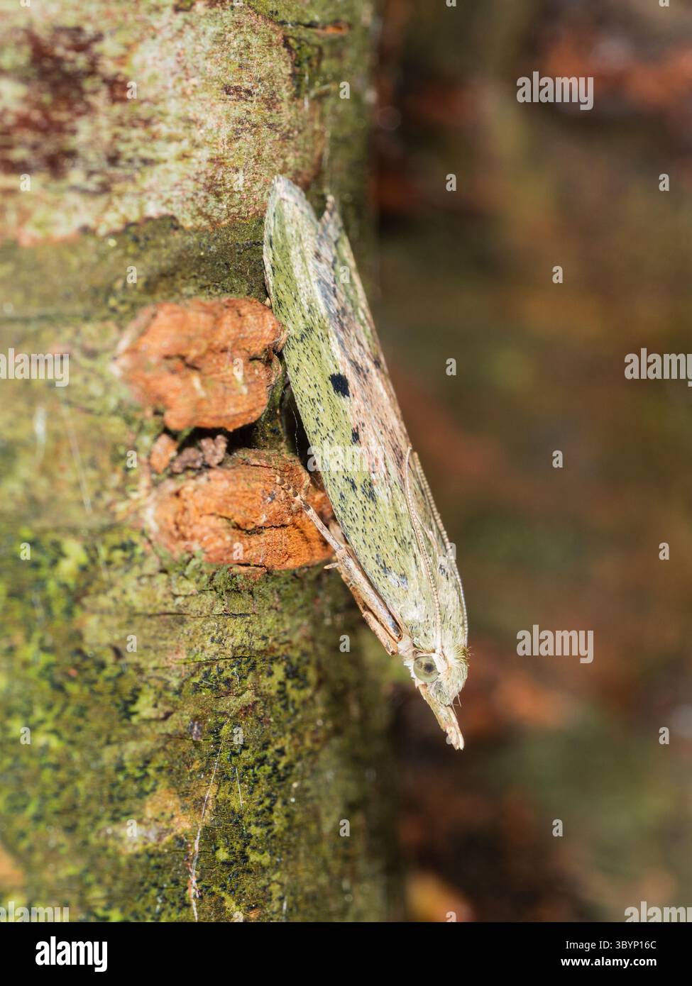 Vue de côté de la micro-teigne britannique volant en été, Aphomia sociella, a Bee Moth Banque D'Images Vue de côté de la micro-teigne britannique volant en été, Aphomia sociella, a Bee Moth Banque D'Images