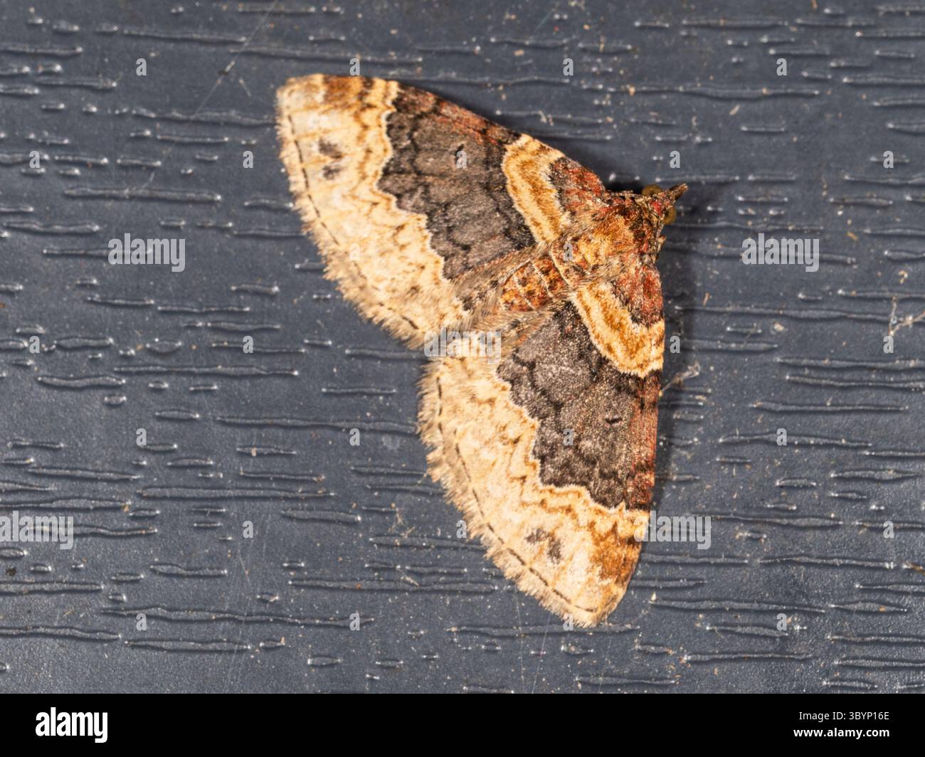 Ailes colorées d'un papillon de nuit adulte britannique Dark-Barred Twin-spot Carpet, Xanthorhoe ferrugata Banque D'Images