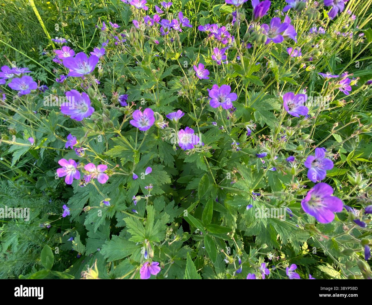 De beaux géraniums violets mettent en valeur leurs pétales délicats et leur feuillage vert luxuriant sous le soleil. - Image de stock capturée avec un smartphone