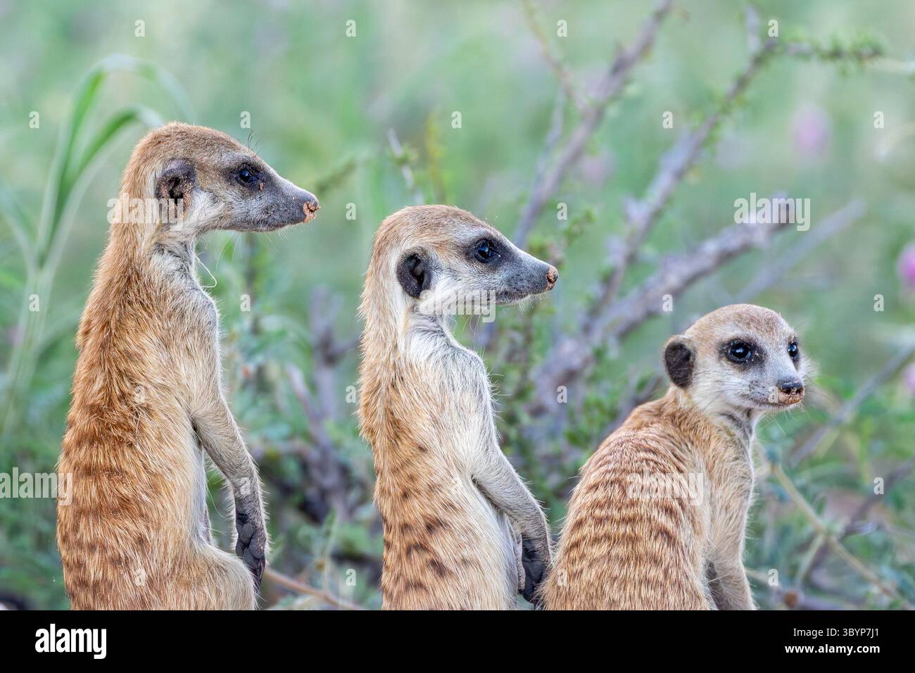 Trois chiots Meerkat (Suricata suricatta) , à la tanière au printemps, Kalahari, Cap Nord, Afrique du Sud gardant un regard d'alerte pour les prédateurs Banque D'Images