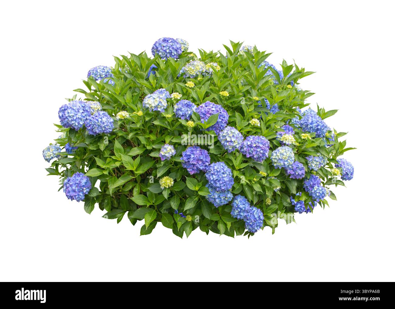 Arbuste Hydrangea macrophylla avec des fleurs vives bleues et des bourgeons jaunes isolés sur un fond blanc. Idéal pour les dessins botaniques, la floraison, le chat végétal Banque D'Images