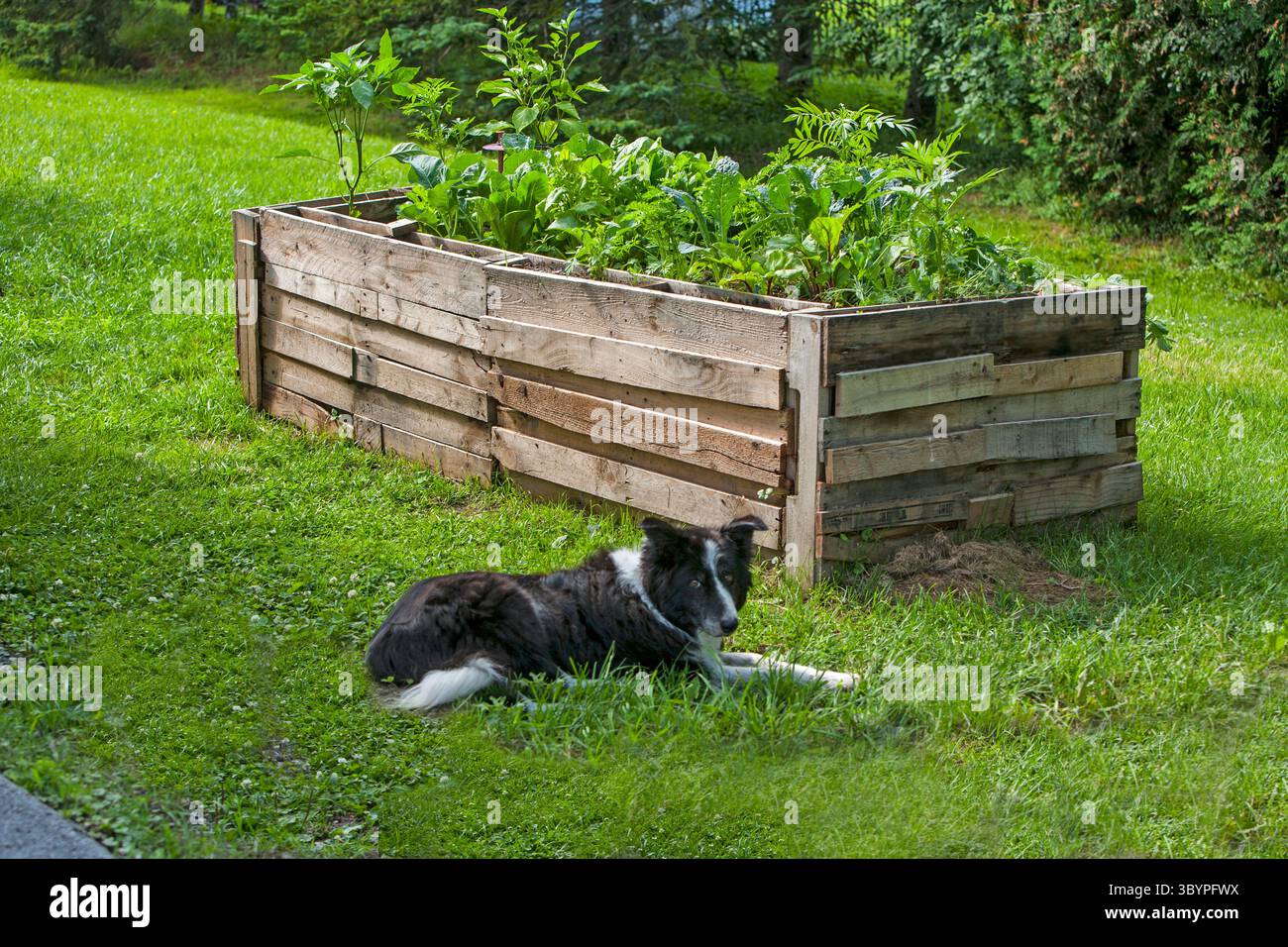 Un lit surélevé jardin fait de palettes en bois qui sont libres. Pour le jardinage, vous voulez het palletsw traité thermiquement par opposition à traité chimique. Chaleur Banque D'Images