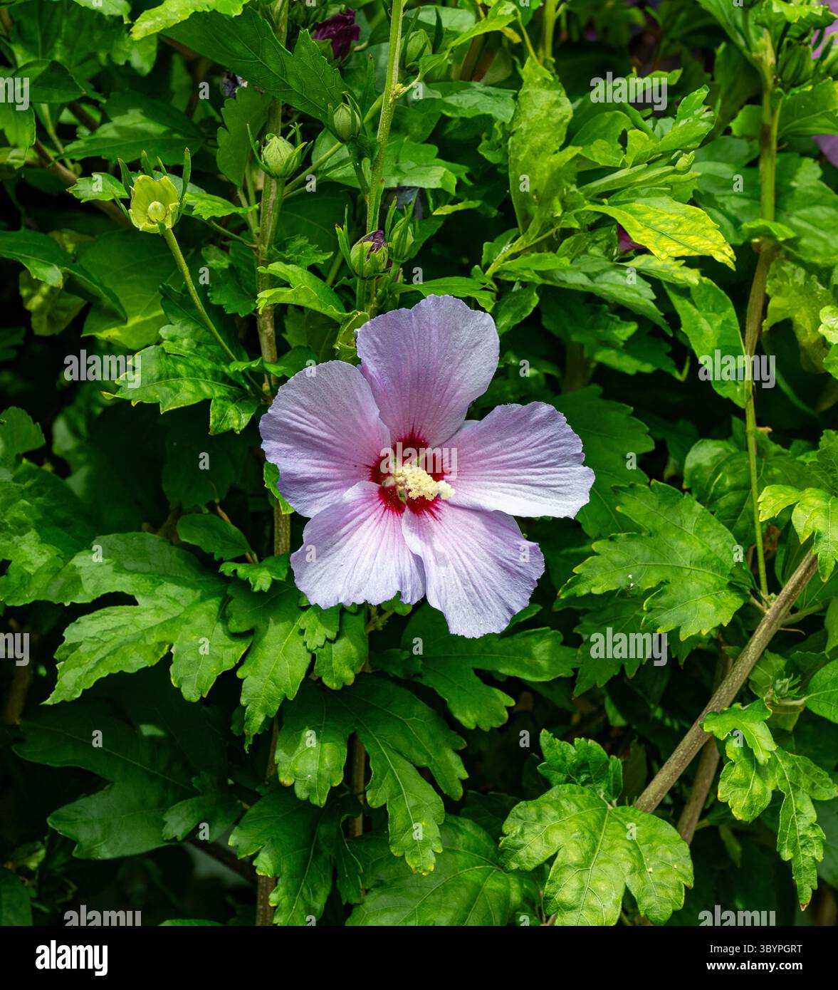 Hibiscus lilas (Alyogyne huegelii) Banque D'Images