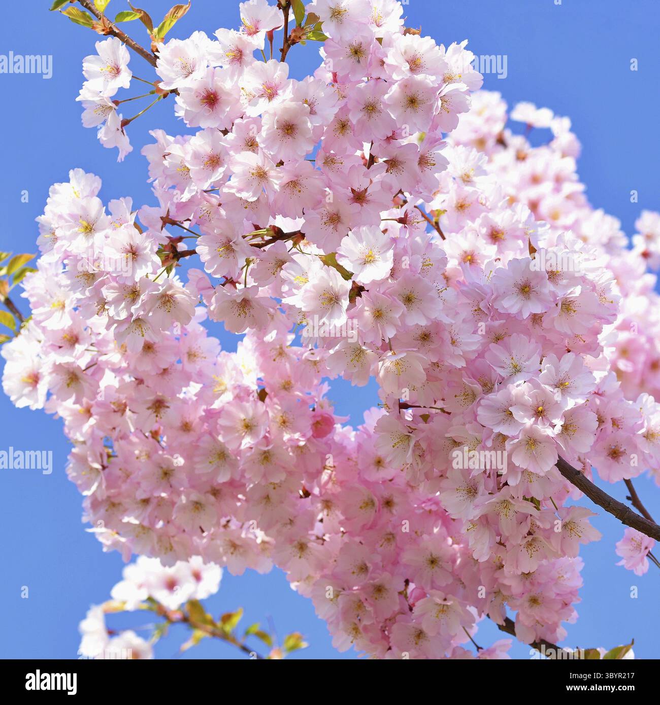 Fond de printemps. Bel arbre printanier coloré en fleurs. Cerise japonaise - Sakura. Arrière-plan de la nature Banque D'Images