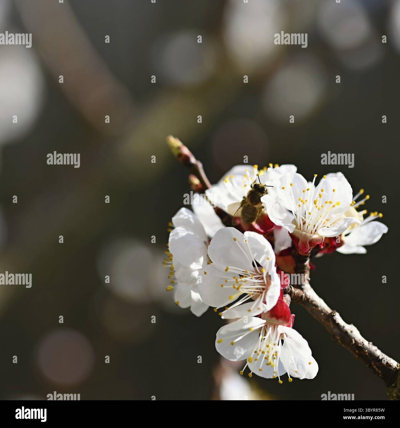 Bel arbre blanc fleuri avec ciel bleu au printemps. Nature et fond de printemps avec des fleurs. (Prunus mume) Banque D'Images