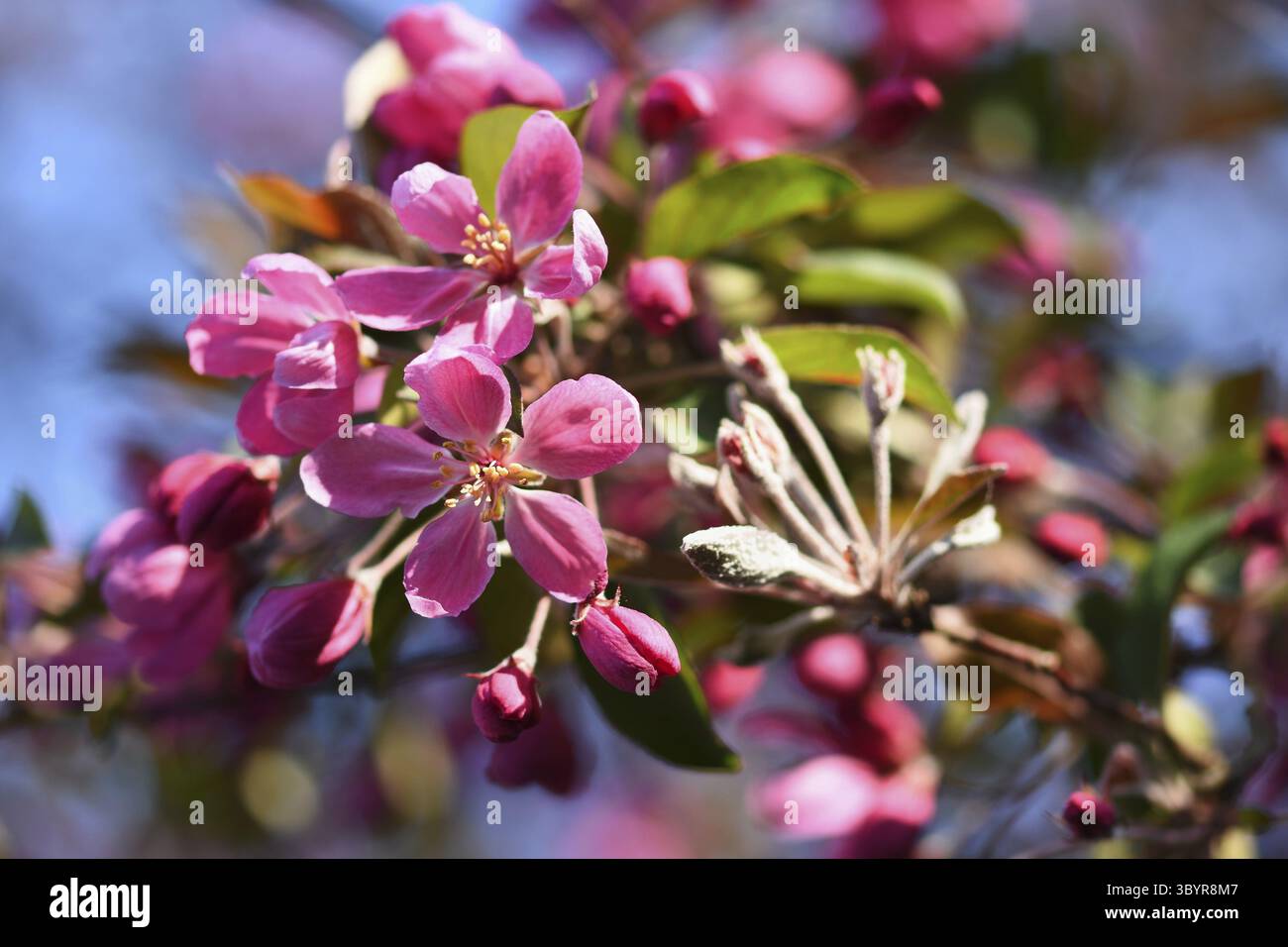 Printemps. Beau printemps floral abstrait fond de la nature. Fleurs branches d'arbres pour les cartes de voeux de printemps avec espace de copie Banque D'Images