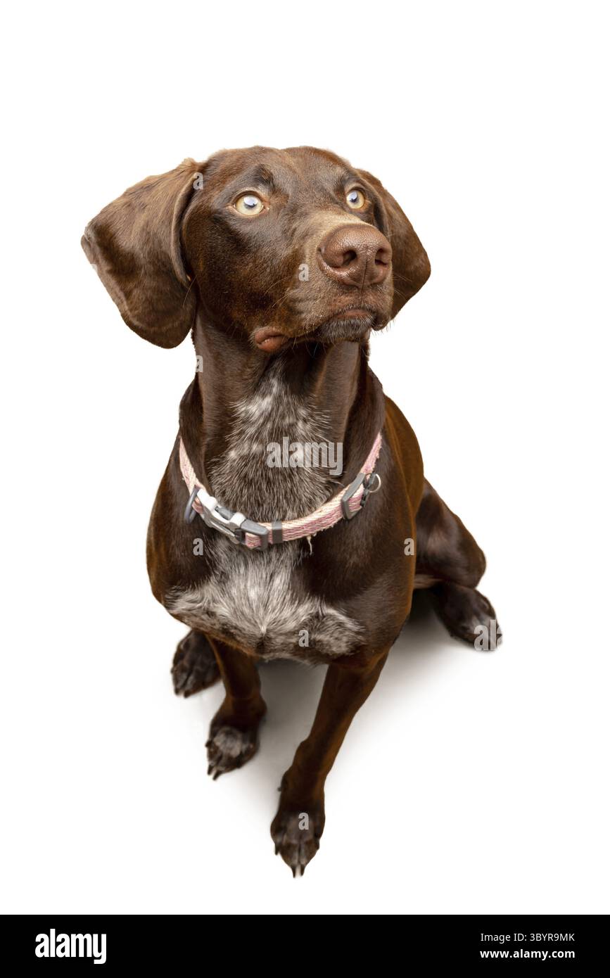 Portrait d'un pointeur allemand à poil court dans le studio avec fond blanc. Adorable chien assis sur le sol Banque D'Images