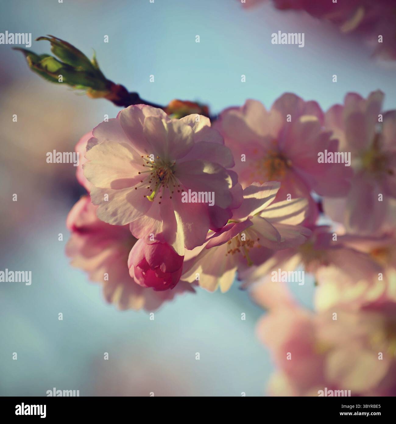 Printemps. Beau printemps floral abstrait fond de la nature. Fleurs branches d'arbres pour les cartes de voeux de printemps avec espace de copie Banque D'Images