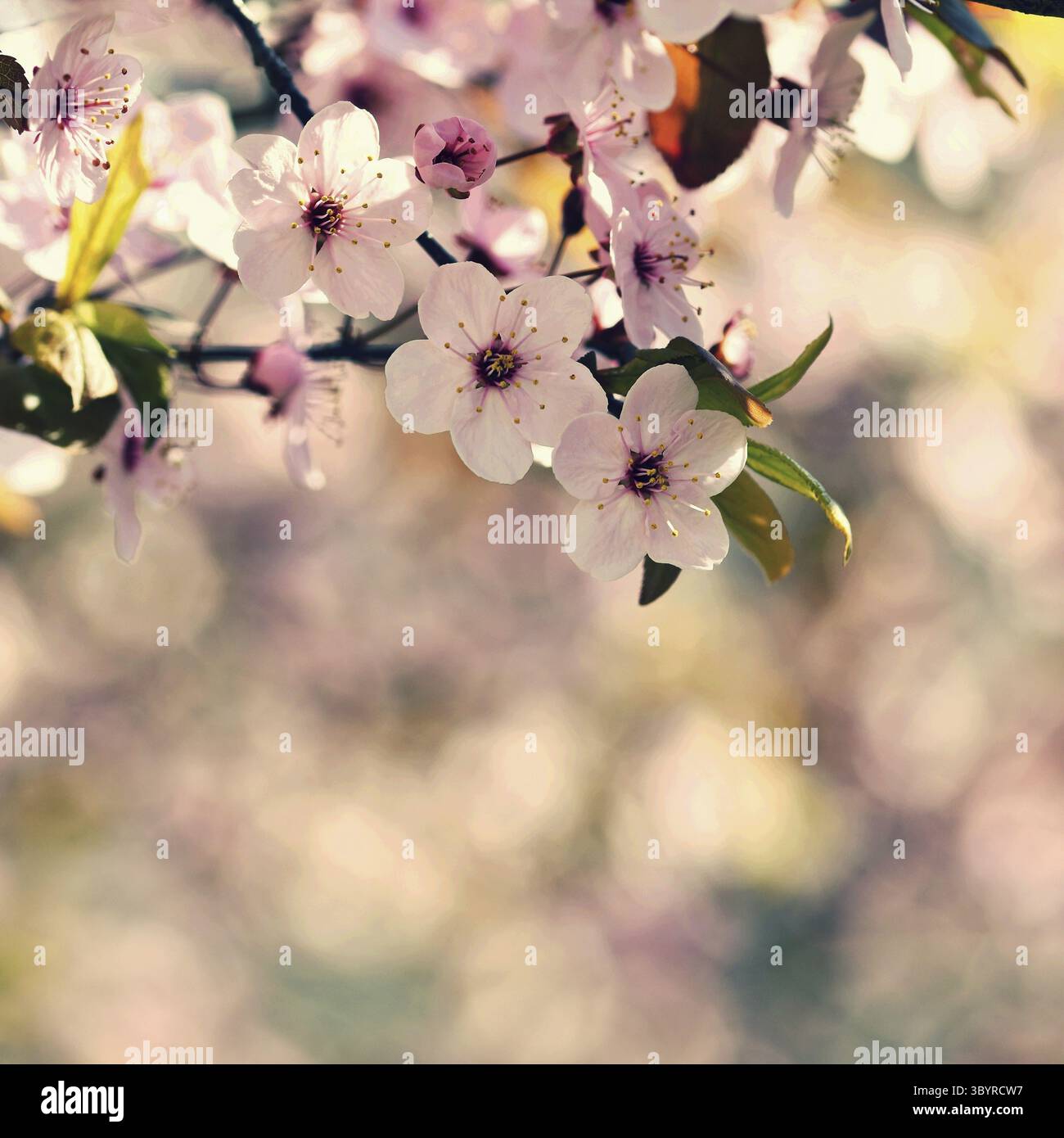 Belle scène de la nature avec arbre en fleurs et soleil. Jour ensoleillé de Pâques. Fleurs printanières. Orchard Abstract arrière-plan flou au printemps Banque D'Images