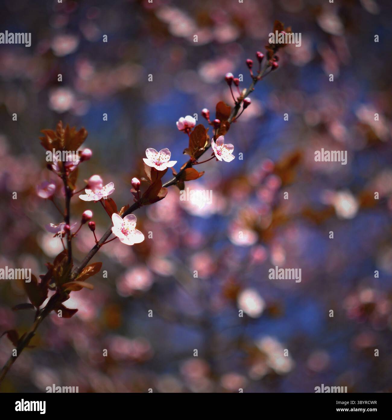 Fond de printemps. Bel arbre printanier coloré en fleurs. Cerise japonaise - Sakura. Arrière-plan de la nature. Photo d'un vieil objectif manuel Banque D'Images