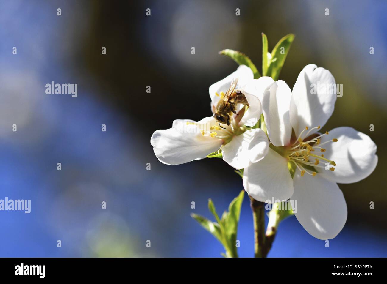 Fond de printemps. Un bel arbre en fleurs au printemps avec une abeille volante. Symboles du printemps. Concept pour la nature et les animaux Banque D'Images