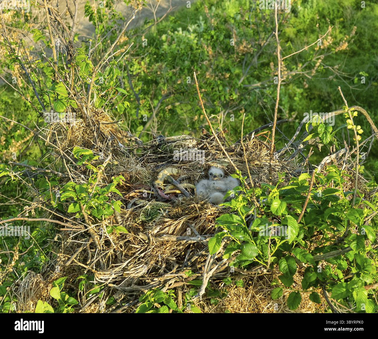 Buzzard à longues pattes (Buteo rufinus) les oisillons ont 5 jours, les yeux des aînés sont ouverts. Les parents ont apporté le serpent des Balkans (Coluber jugularis) comme nourriture. Vue de Banque D'Images