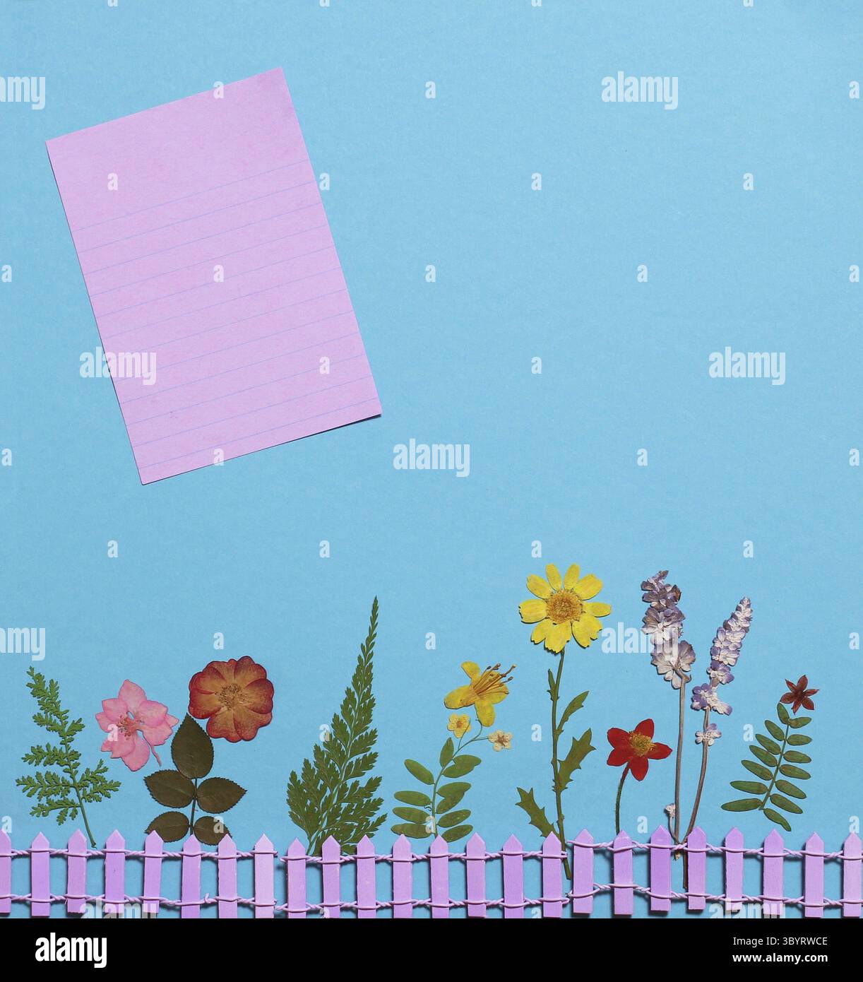 Fleurs séchées sur fond de papier bleu avec carte en papier vierge Banque D'Images