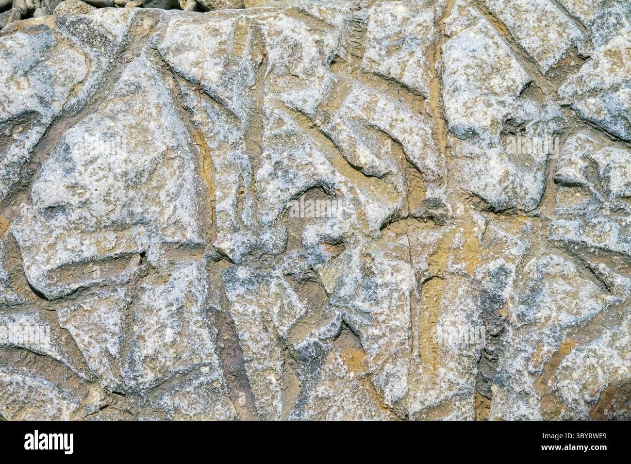 Paléontologie. Ardoise argileuse du Trias, Bury. Fossile d'habitat traces d'animaux. Terrier - trous cylindriques et passages réalisés par forme iloivore Banque D'Images