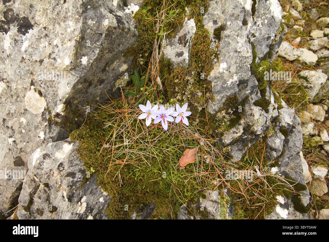 Crocus fleurissent dans les montagnes de Central Brand en automne Banque D'Images