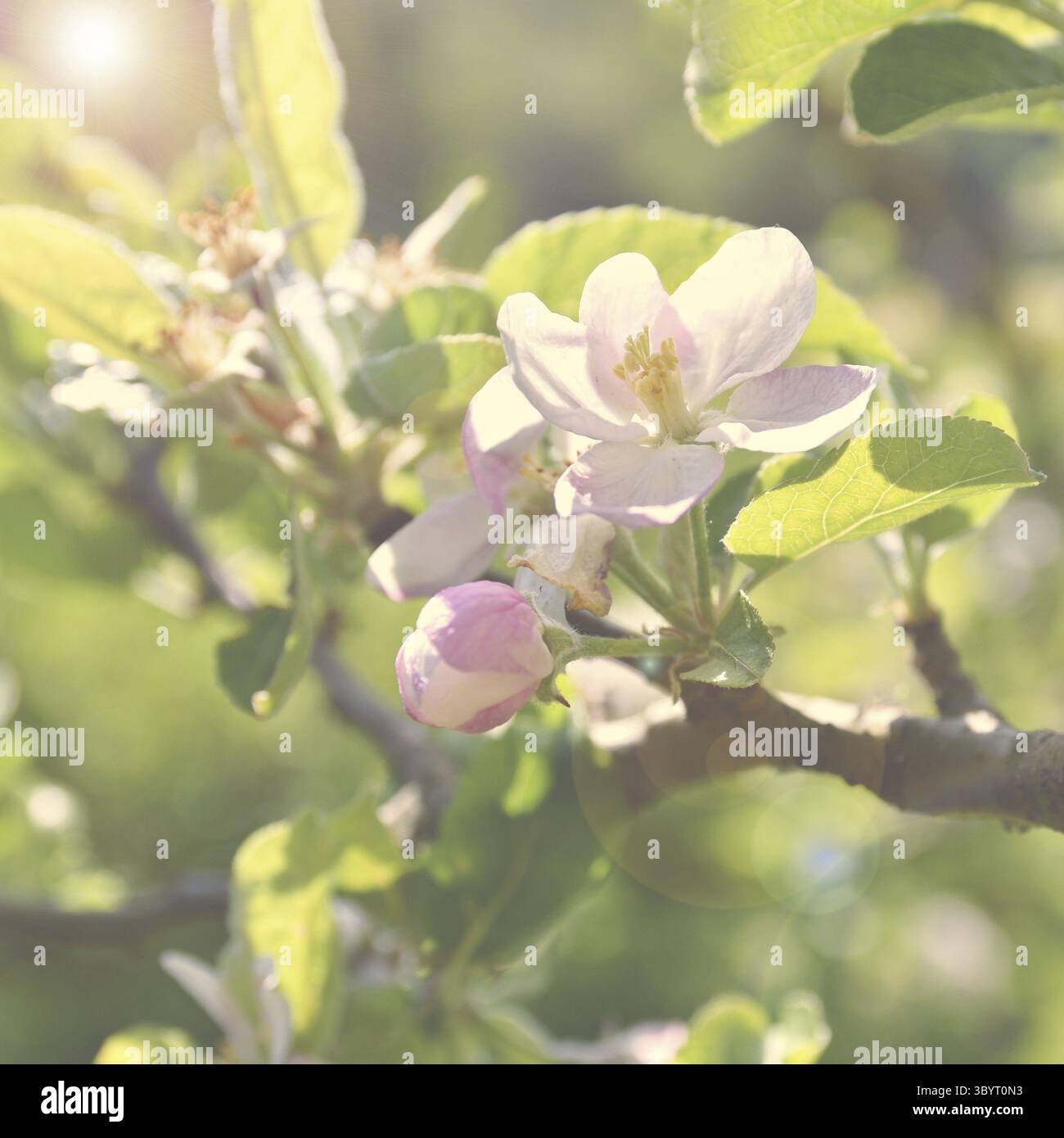 Bel arbre fruitier en fleurs. Fond de couleur naturelle. Heure du printemps Banque D'Images