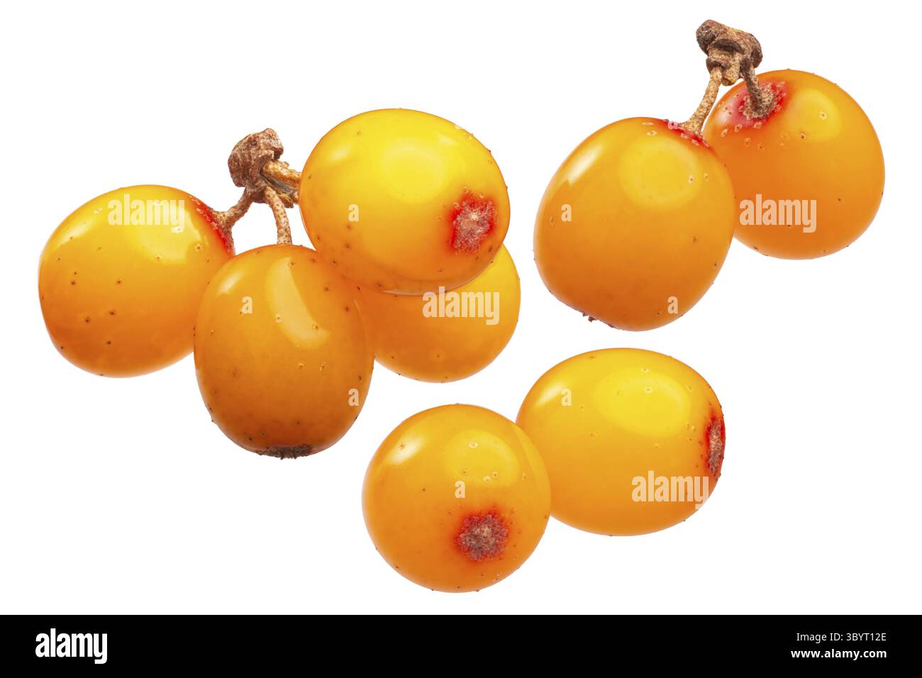 L'argousier (Hippophae rhamnoides), des grappes de baies, isolé Banque D'Images