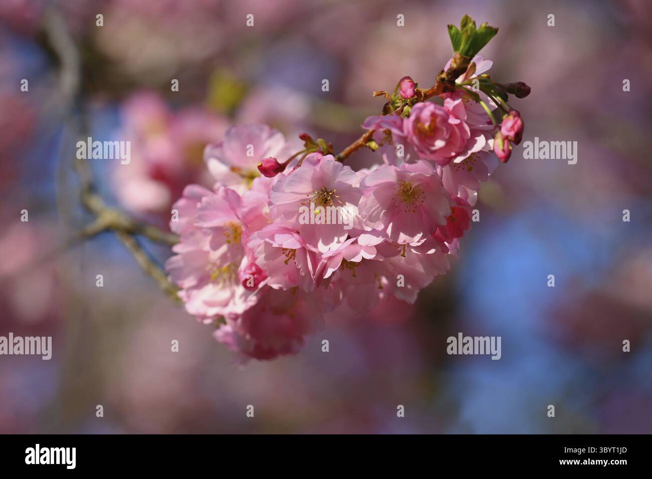 Printemps. Beau printemps floral abstrait fond de la nature. Fleurs branches d'arbres pour les cartes de voeux de printemps avec espace de copie Banque D'Images