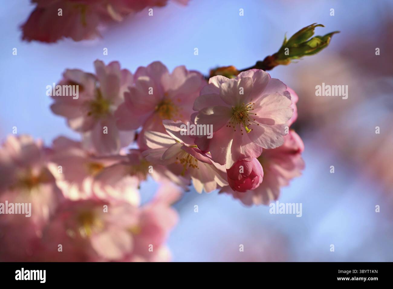 Printemps. Beau printemps floral abstrait fond de la nature. Fleurs branches d'arbres pour les cartes de voeux de printemps avec espace de copie Banque D'Images