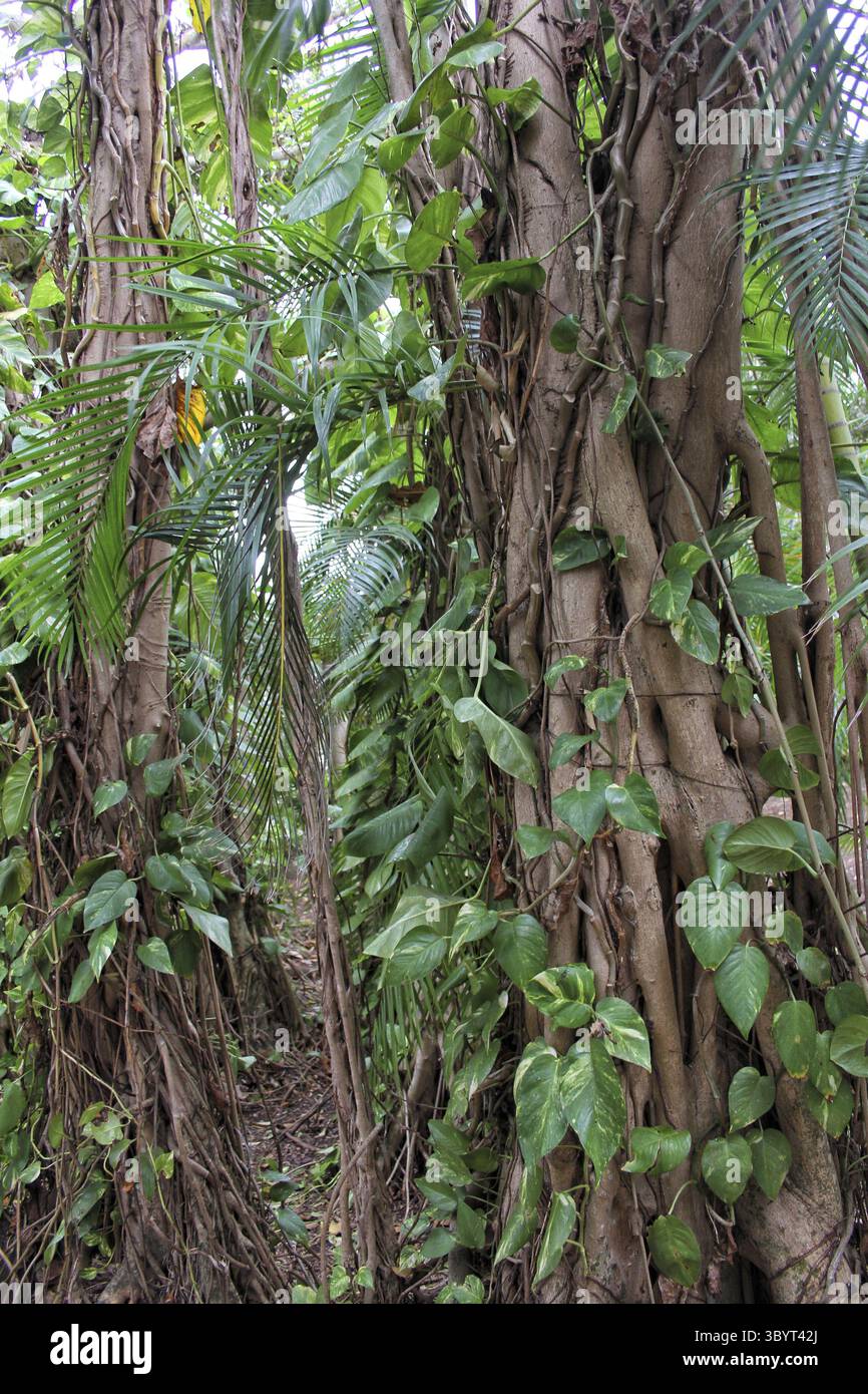 Forêt de bambous et de mangroves dans le sud-est de la Floride. Région de Sarasota Banque D'Images