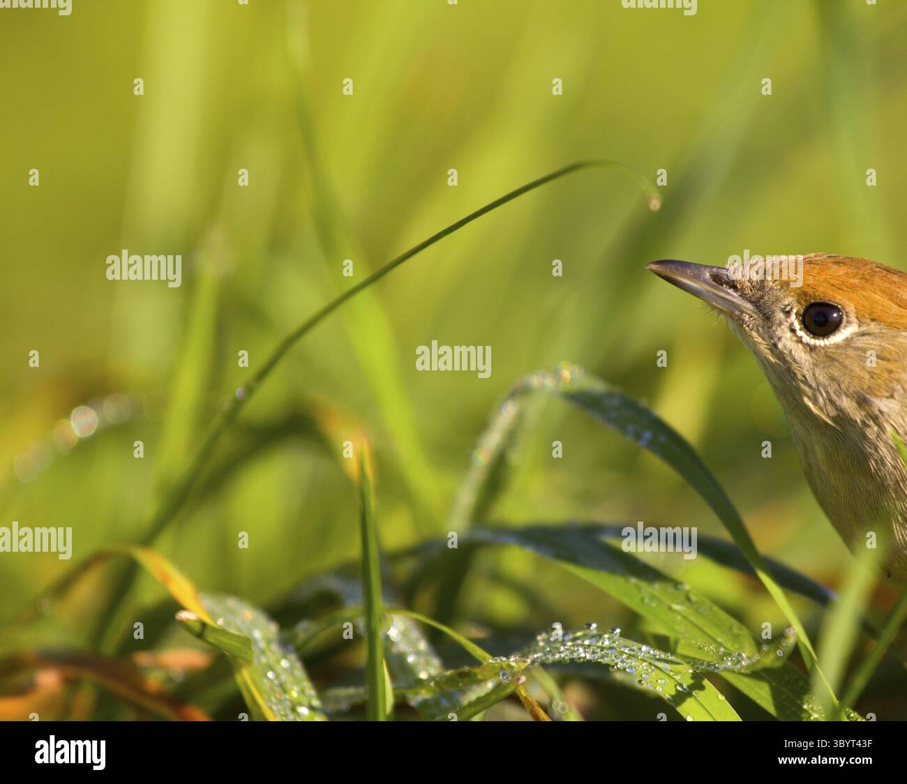 Herbe verte sur une prairie et un oiseau assis, la nature sauvage Banque D'Images