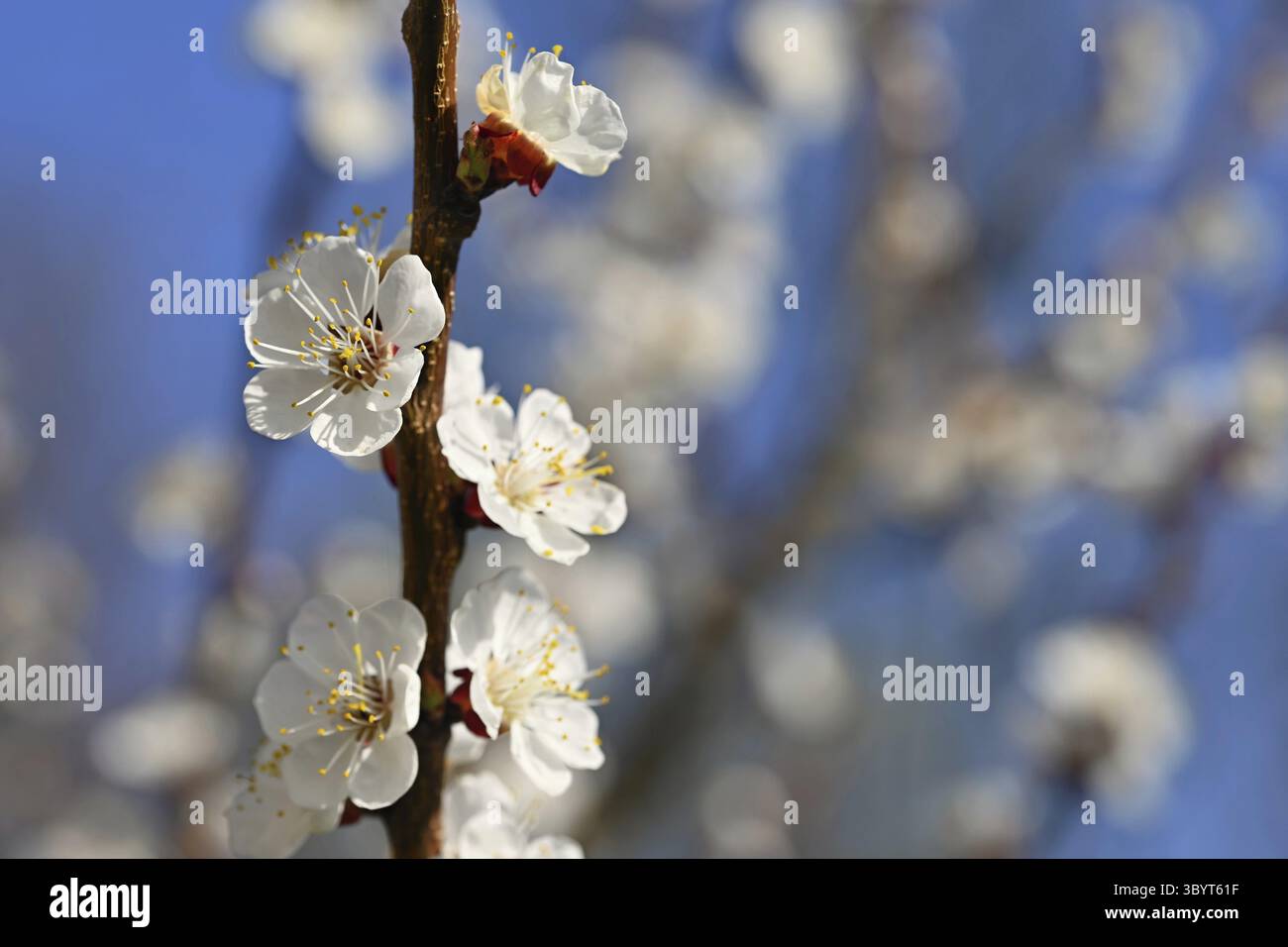 Bel arbre blanc fleuri avec ciel bleu au printemps. Nature et fond de printemps avec des fleurs. (Prunus mume) Banque D'Images