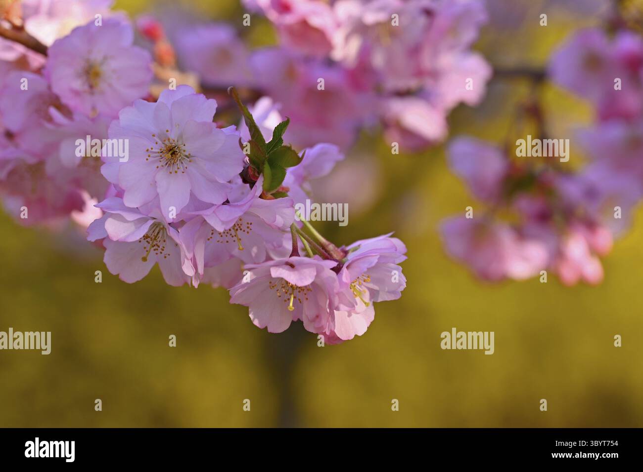 Belle scène de la nature avec arbre en fleurs et soleil. Jour ensoleillé de Pâques. Fleurs printanières. Orchard Abstract arrière-plan flou au printemps. Amandier Banque D'Images