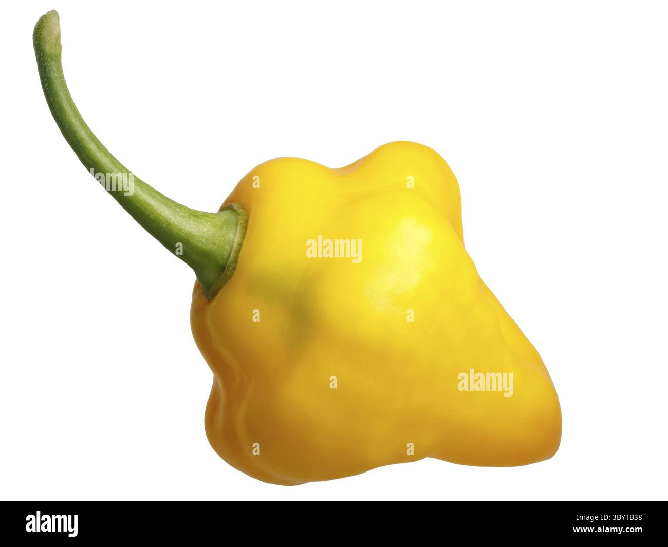 Trinidad parfum chili poivre (Capsicum chinense). Masque Banque D'Images