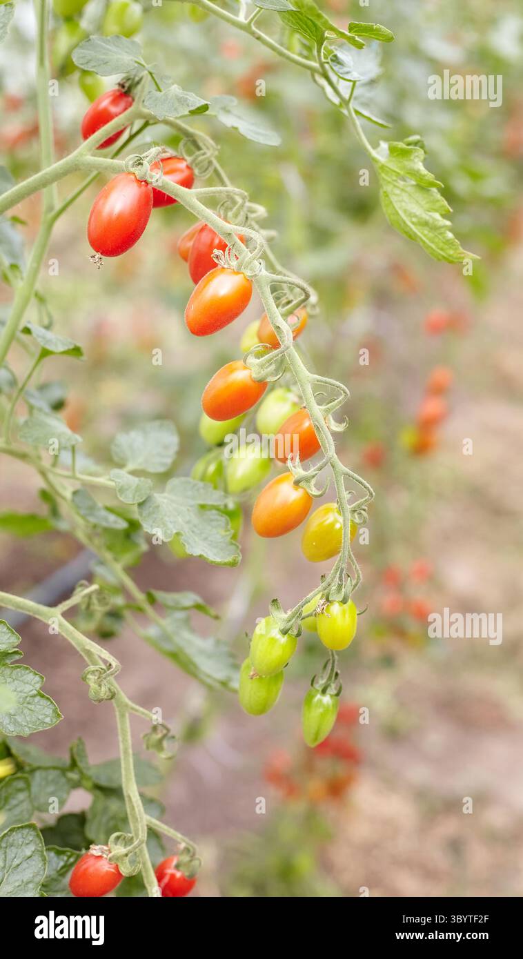 Tomates cerises dans une serre, foyer sélectif. Banque D'Images