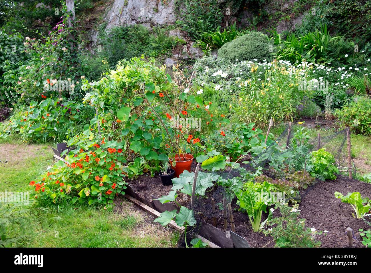 Jardin de légumes et fleurs petit jardin en juillet 2025 été pays de Galles Royaume-Uni Grande-Bretagne KATHY DEWITT Banque D'Images