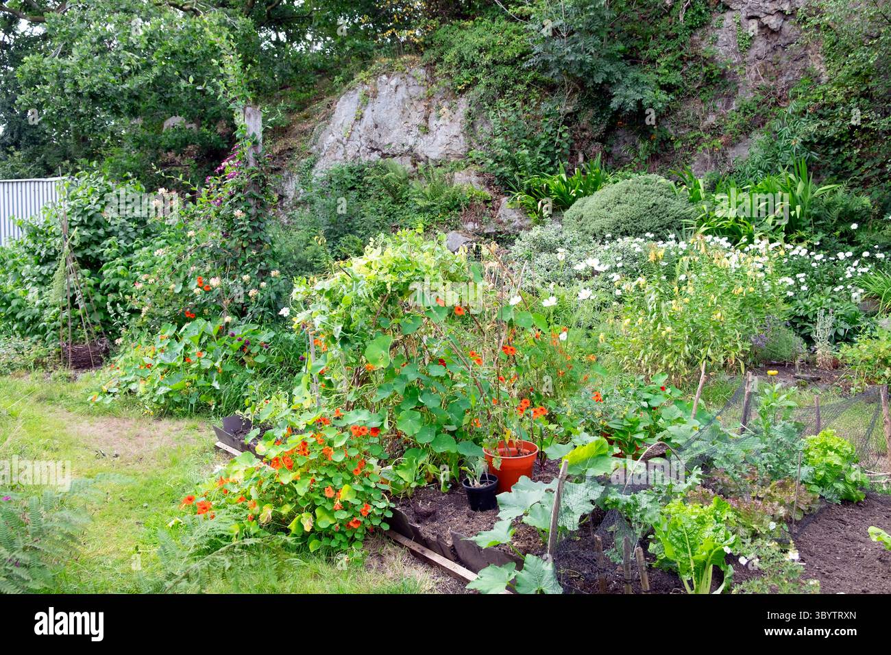 Petites fleurs de légumes d'arrière-cour poussant dans le jardin mixte lit surélevé temps sec canicule juillet 2025 été pays de Galles Royaume-Uni Grande-Bretagne KATHY DEWITT Banque D'Images