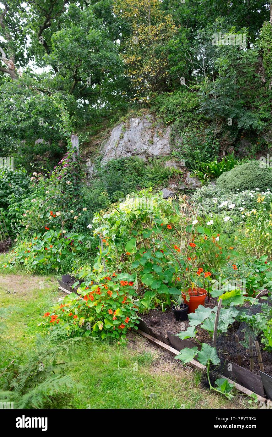 Petites fleurs de légumes d'arrière-cour poussant dans le jardin mixte lit surélevé temps sec canicule juillet 2025 été pays de Galles Royaume-Uni Grande-Bretagne KATHY DEWITT Banque D'Images