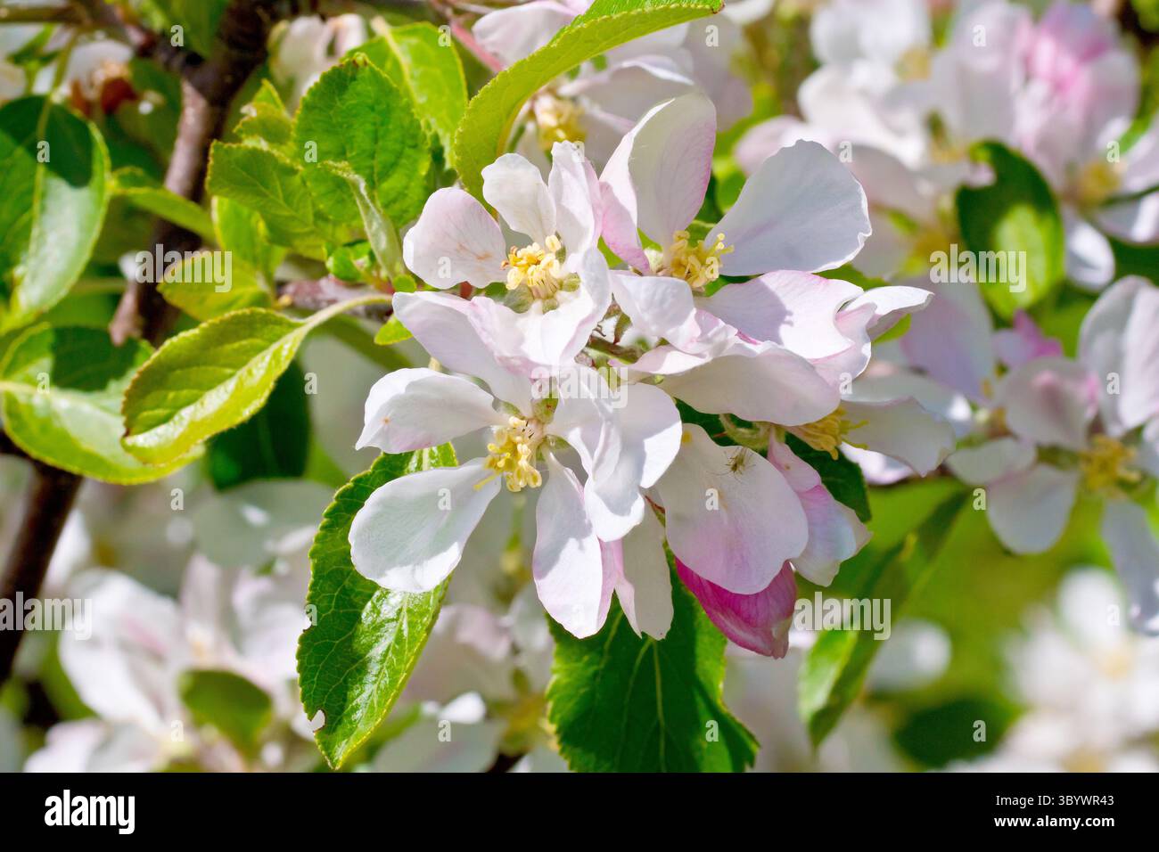 Crabe pomme (malus sylvestris), gros plan des fleurs roses ou de la fleur de l'arbre couramment trouvé. Banque D'Images