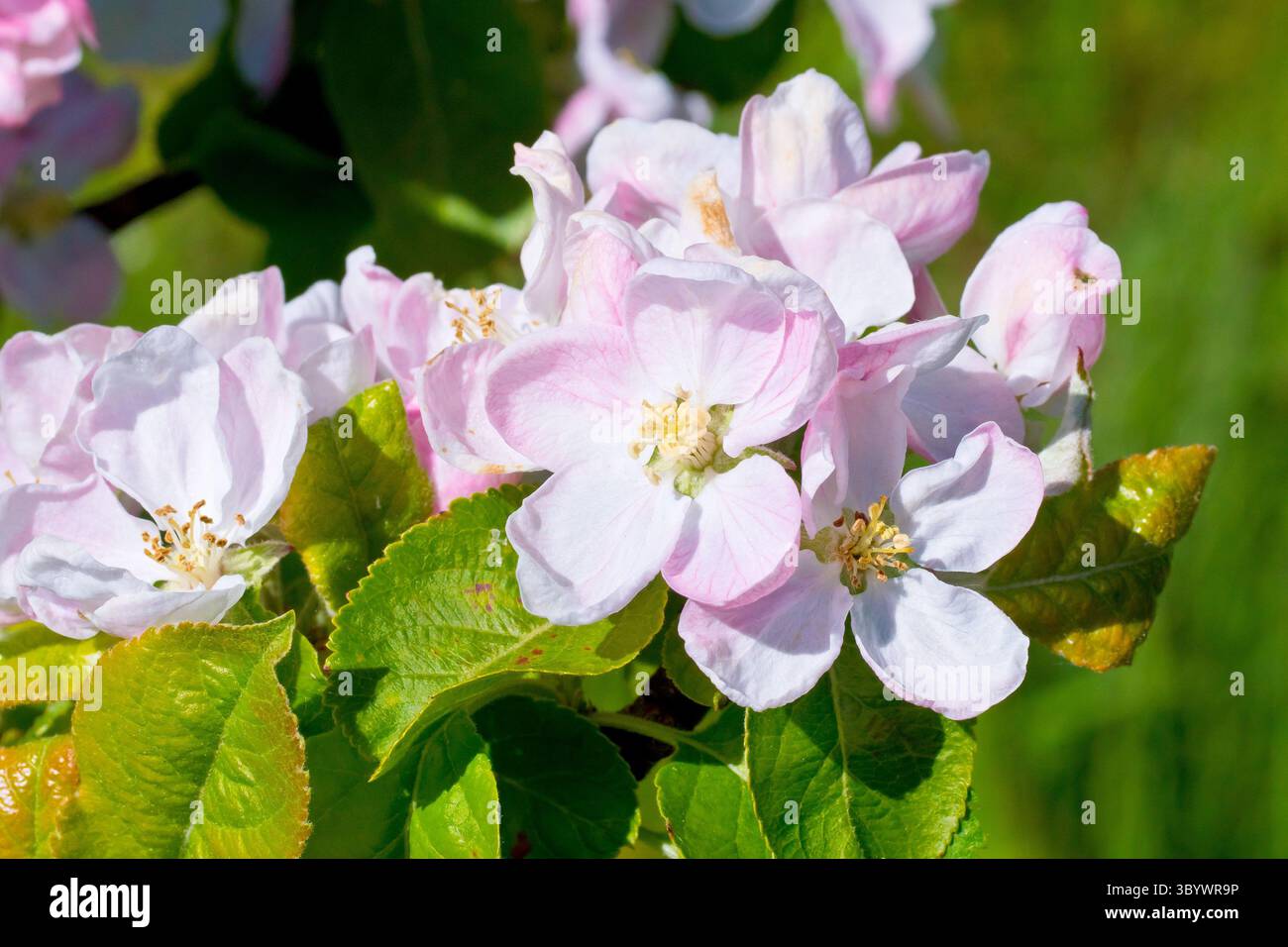 Crabe pomme (malus sylvestris), gros plan des fleurs roses ou de la fleur de l'arbre couramment trouvé. Banque D'Images