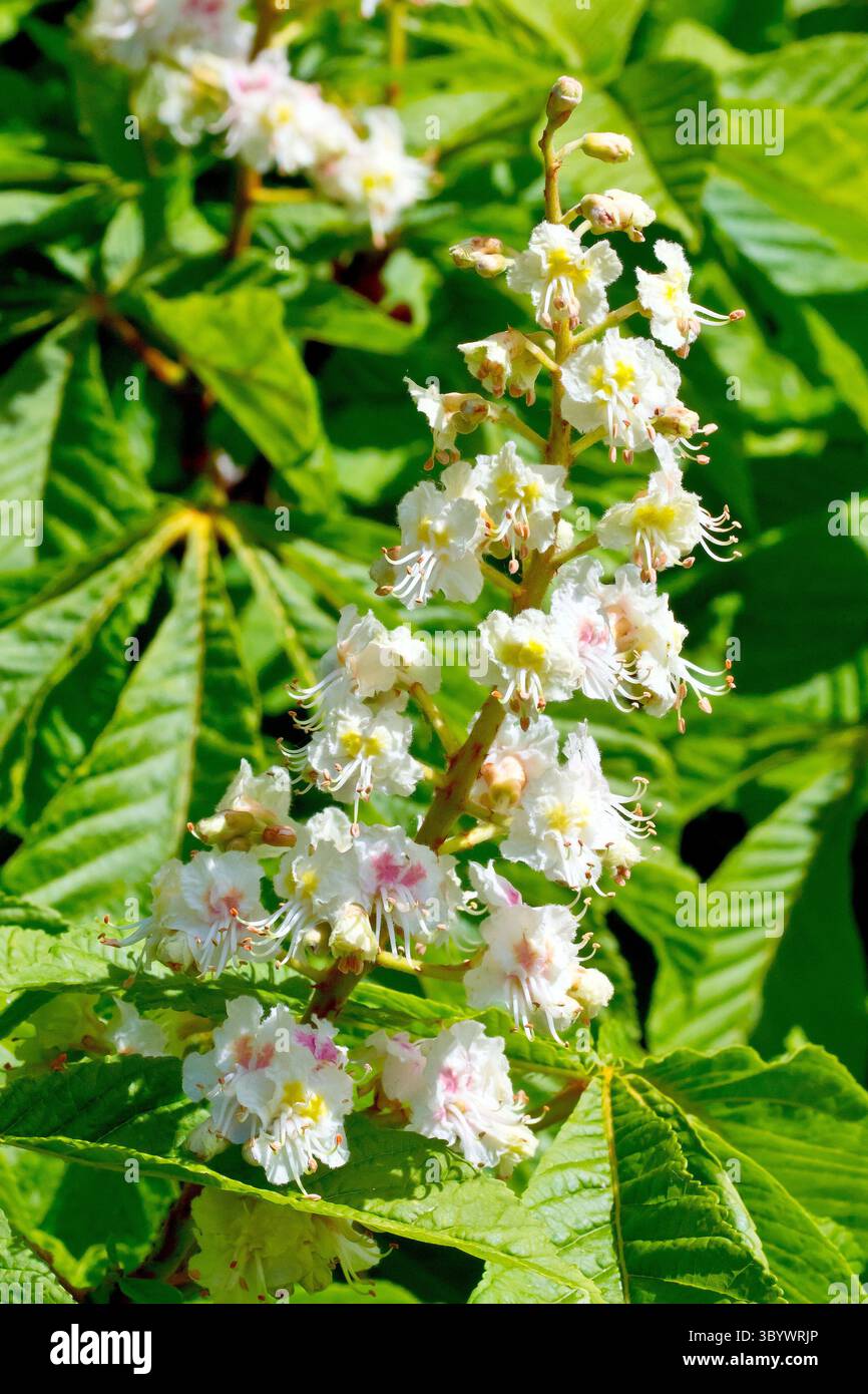 Châtaignier (aesculus hippocastanum), gros plan d'une seule pointe des fleurs blanches que l'arbre commun produit au printemps. Banque D'Images
