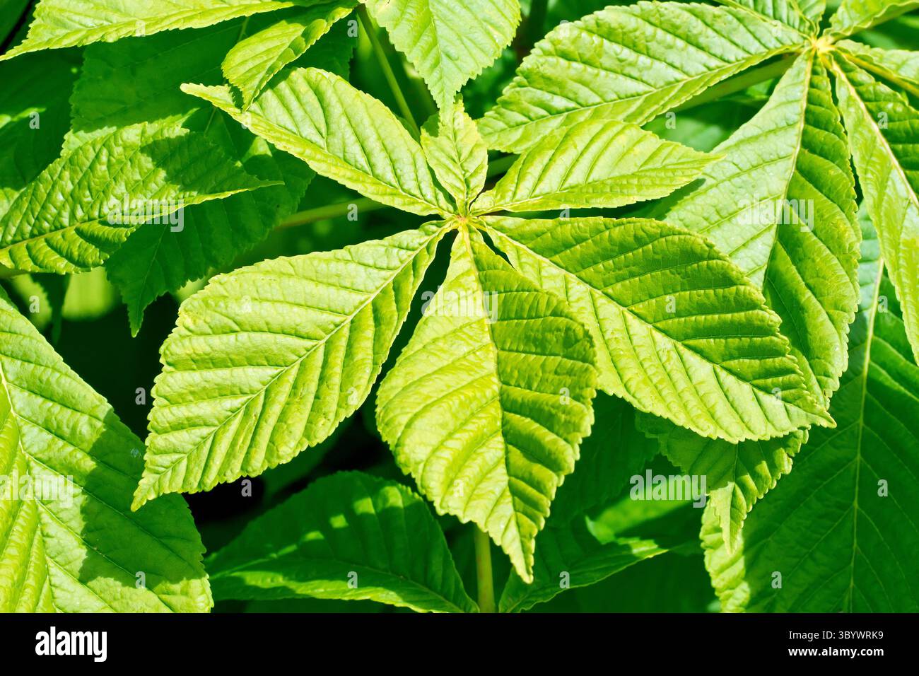 Châtaignier (aesculus hippocastanum), gros plan sur une seule feuille composée de l'arbre commun, montrant les folioles individuelles. Banque D'Images